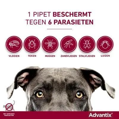 Bayer Advantix täpläliuos >40 kg – Nopea suoja kirppuja, punkkeja ja purevia hyönteisiä vastaan (4 pipettiä)